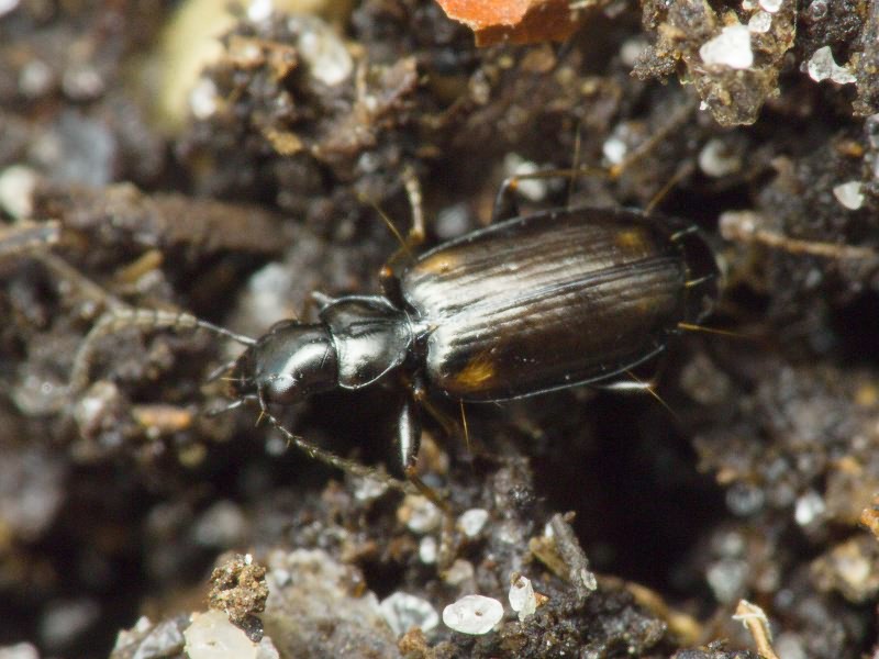 Syntomus obscuroguttatus (Duftschmid, 1812)